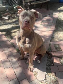 Pit Bull Terrier Dogs Available for Adoption in Laguna Beach, California - Bubba | PetCurious