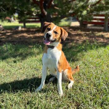 Spencer -  Hound and Mixed Breed Dog for Adoption in Fargo, North Dakota - Spencer | PetCurious