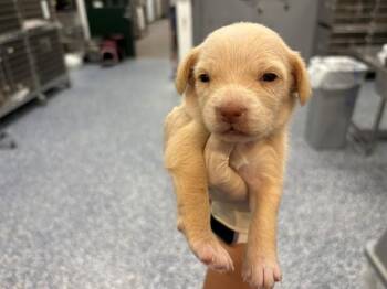 CREMA -  Terrier Dog for Adoption in Thousand Palms, California - CREMA | PetCurious