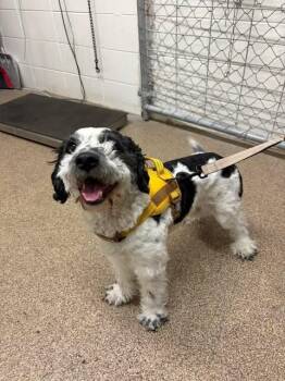 Poodle and Old English Sheepdog Dogs Available for Adoption in Fruit Heights, Utah - Gundy Cowboy | PetCurious