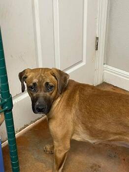 Labrador Retriever Dogs Available for Adoption - Pryncess | PetCurious