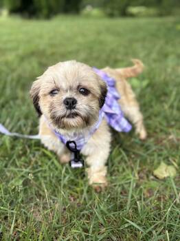 Meg -  Shih Tzu Dog Available for Adoption in Gradyville, Kentucky - Meg | PetCurious