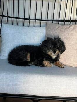 Carlos -  Yorkshire Terrier and Poodle Dog for Adoption in Mesa, Arizona - Carlos | PetCurious