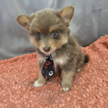 Chihuahua and Pomeranian Dogs Available for Adoption in Foley, Alabama - Bandit | PetCurious