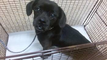 WILLIAM -  Shih Tzu and Mixed Breed Dog for Adoption in Doral, Florida - WILLIAM | PetCurious