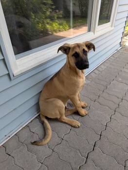 Rescue German Shepherd Dog Dogs for Adoption in Calgary, Alberta - Rex | PetCurious