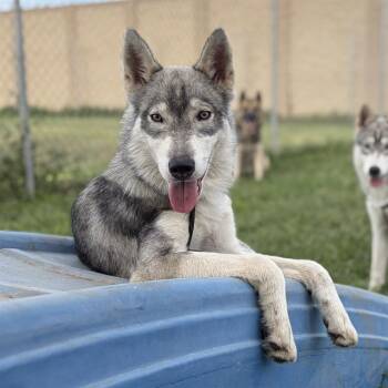 PONTIAC -  Siberian Husky and Mixed Breed Dog for Adoption in Modesto, California - PONTIAC | PetCurious
