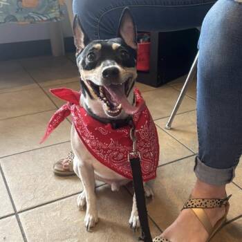 Rescue Rat Terrier Dogs for Adoption in Lenexa, Kansas - Chase | PetCurious