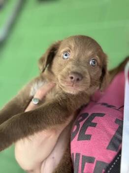 Labrador Retriever Dogs Available for Adoption in Elmsford, New York - Tam | PetCurious