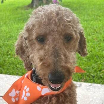 Melo -  Golden Retriever and Poodle Dog for Adoption in Miami, Florida - Melo | PetCurious