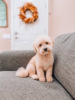 Fred -  Maltipoo Dog for Adoption in Goodyear, Arizona - Fred | PetCurious