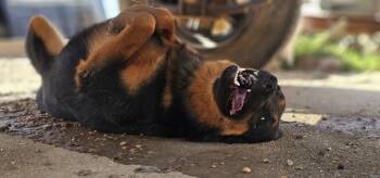 Rescue Australian Kelpie Dogs for Adoption in Biloxi, Mississippi - Ernie | PetCurious