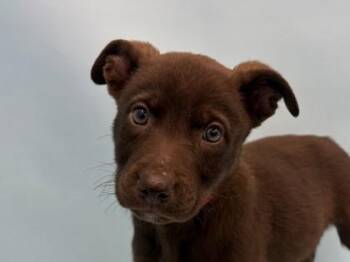 Margarita -  Labrador Retriever and Mixed Breed Dog for Adoption in Golden Valley, Minnesota - Margarita | PetCurious