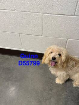 Quinn -  Shih Tzu and Mixed Breed Dog for Adoption in Clarksville, Tennessee - Quinn | PetCurious