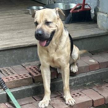 Felix -  Shar Pei and German Shepherd Dog Dog for Adoption in Greensboro, North Carolina - Felix | PetCurious