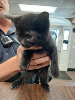 Rescue Mixed Breed Dogs for Adoption in Hot Springs, Arkansas - DaVinci | PetCurious