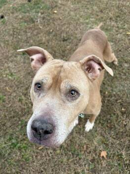 Rescue Pit Bull Terrier Dogs for Adoption in Fort Madison, Iowa - Penelope | PetCurious