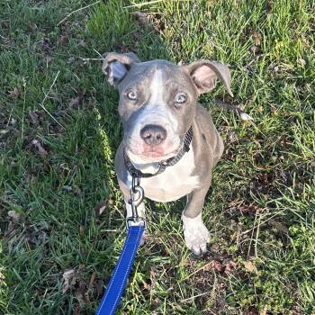 Pit Bull Terrier Dogs Available for Adoption in Columbia, Maryland - Quiche | PetCurious