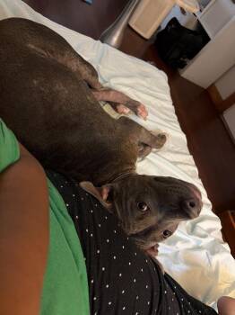 London -  Pit Bull Terrier Dog for Adoption in Brewster, New York - London | PetCurious