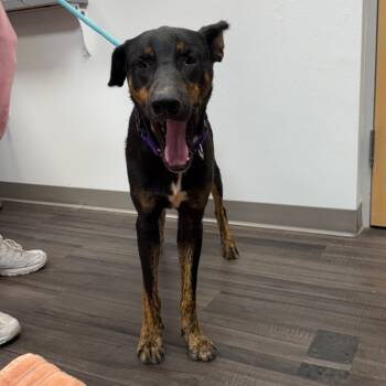 Rescue Mixed Breed Dogs for Adoption in Sarasota, Florida - Tyson | PetCurious