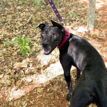 Blitz -  Mixed Breed Dog for Adoption in Gainesville, Florida - Blitz | PetCurious