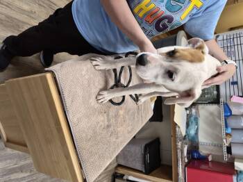 Hashbrown -  Pug and Jack Russell Terrier Dog for Adoption in Lynchburg, Tennessee - Hashbrown | PetCurious