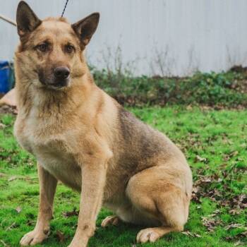 Rescue German Shepherd Dog Dogs for Adoption in Wilton, California - Rudy | PetCurious