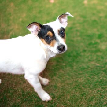 Terrier and Mixed Breed Dogs Available for Adoption in Gainesville, Georgia - AJ | PetCurious