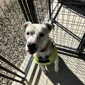 Fantasma -  Mixed Breed Dog for Adoption in Taos, New Mexico - Fantasma | PetCurious