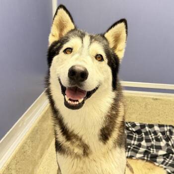 Fonzie -  Husky and Mixed Breed Dog for Adoption in Los Angeles, California - Fonzie | PetCurious