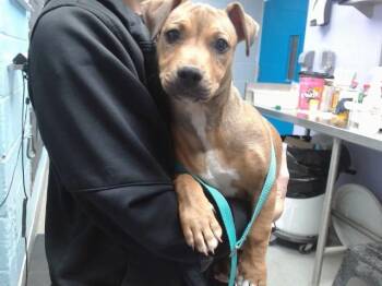 TROY -  Pit Bull Terrier and Mixed Breed Dog for Adoption in Albuquerque, New Mexico - TROY | PetCurious
