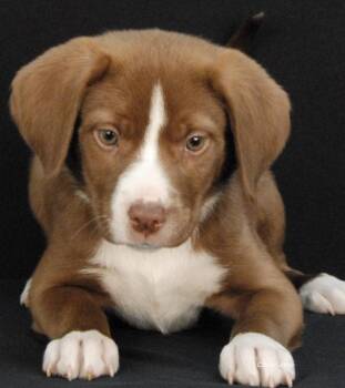 Billie Pawlish -  Hound and Boxer Dog Available for Adoption in Newland, North Carolina - Billie Pawlish | PetCurious