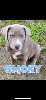 Rescue Husky Dogs for Adoption in Shalimar, Florida - Smoky | PetCurious