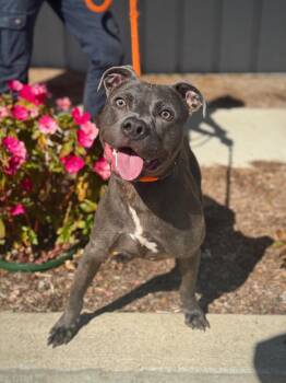 Puck -  Pit Bull Terrier and Mixed Breed Dog for Adoption in Benton Harbor, Michigan - Puck | PetCurious