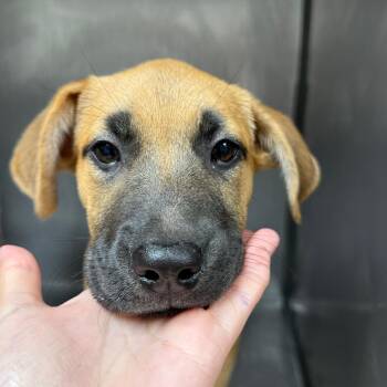 Lyra -  Retriever and Hound Dog for Adoption in Birmingham, Alabama - Lyra | PetCurious