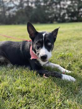 Rescue Husky Dogs for Adoption in Upper Sandusky, Ohio - DJ | PetCurious