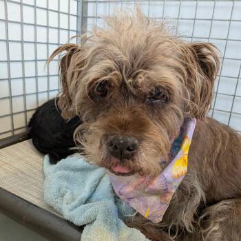 Coco -  Wheaten Terrier Dog for Adoption in Chico, California - Coco | PetCurious