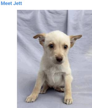 Jack -  Labrador Retriever and Australian Cattle Dog Blue Heeler Dog for Adoption in Salt Lake City, Utah - Jack | PetCurious