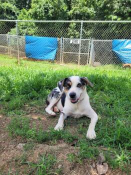 Lola -  Australian Cattle Dog Blue Heeler and American Bulldog Dog for Adoption in Lawrenceburg, Tennessee - Lola | PetCurious