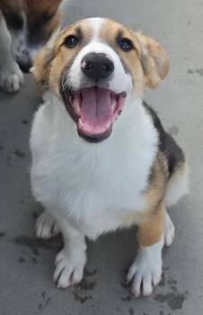 Jaroma -  Australian Cattle Dog Blue Heeler and Collie Dog for Adoption in Fort Lupton, Colorado - Jaroma | PetCurious