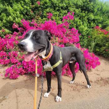 Magic -  Terrier Dog for Adoption in San Diego, California - Magic | PetCurious