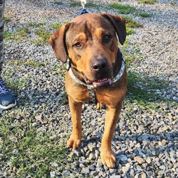 Rocco -  Rottweiler Dog for Adoption in Walnutport, Pennsylvania - Rocco | PetCurious