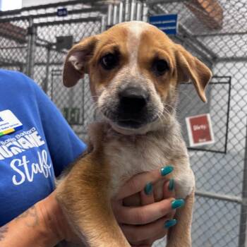 Mercedes -  Labrador Retriever and Cattle Dog Dog for Adoption in Goleta, California - Mercedes | PetCurious