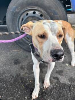 Snape -  Terrier and Mixed Breed Dog for Adoption in Honolulu, Hawaii - Snape | PetCurious