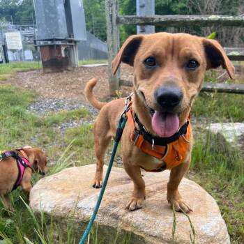 Dachshund and Mixed Breed Dogs Available for Adoption in Waynesville, North Carolina - American Spirit | PetCurious