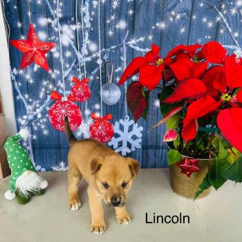 Lincoln -  Shepherd and Mixed Breed Dog for Adoption in San Antonio, Texas - Lincoln | PetCurious