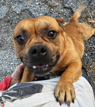 Rescue American Bulldog and French Bulldog Dogs for Adoption in Biloxi, Mississippi - Cane | PetCurious