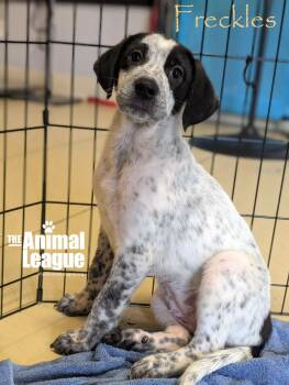 Freckles -  Labrador Retriever Dog for Adoption in Groveland, Florida - Freckles | PetCurious