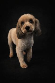 Miniature Poodle and Havanese Dogs Available for Adoption - Cicada | PetCurious