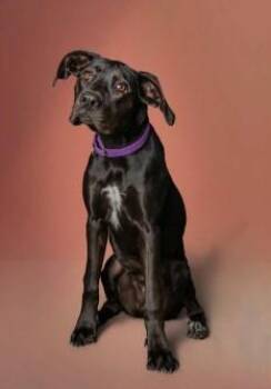 Super Duper Glue -  Hound and Mixed Breed Dog for Adoption in Kansas City, Missouri - Super Duper Glue | PetCurious